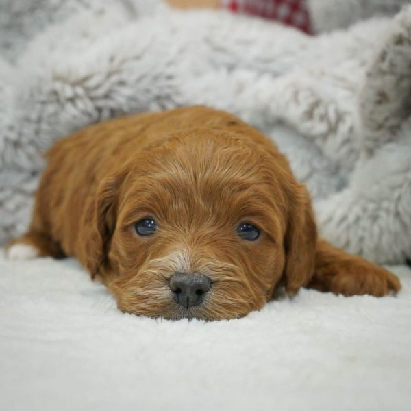 F1b Cavapoo Puppy for Sale