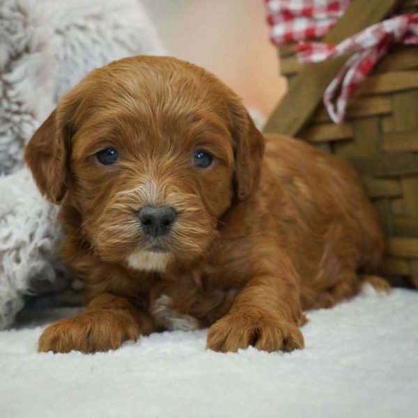 F1b Cavapoo Puppy for Sale