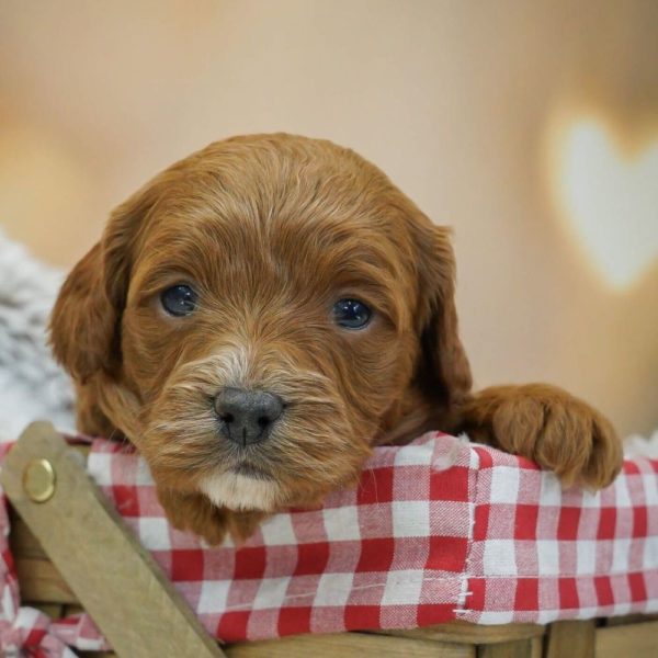 F1b Cavapoo Puppy for Sale