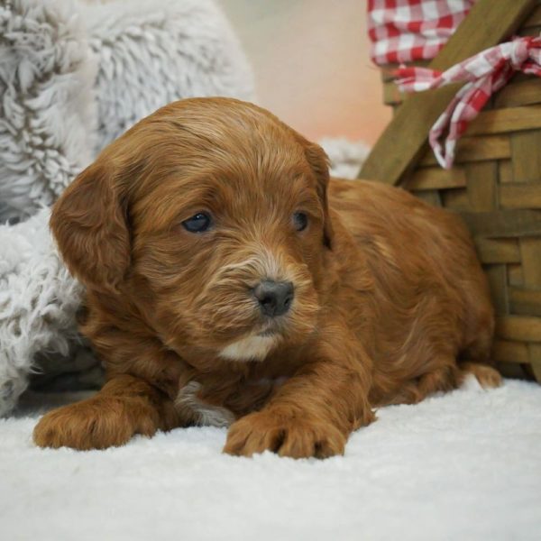 F1b Cavapoo Puppy for Sale