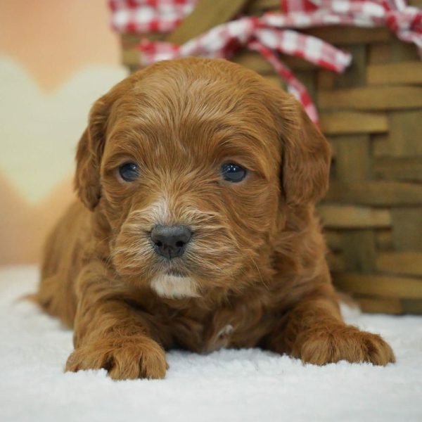 F1b Cavapoo Puppy for Sale