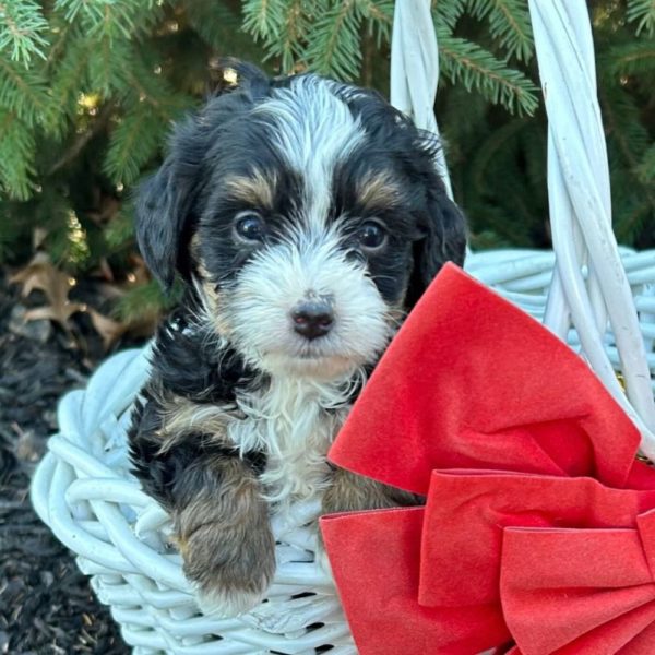 Female F2b Mini Bernedoodle Puppy for Sale | ID 5686-VM