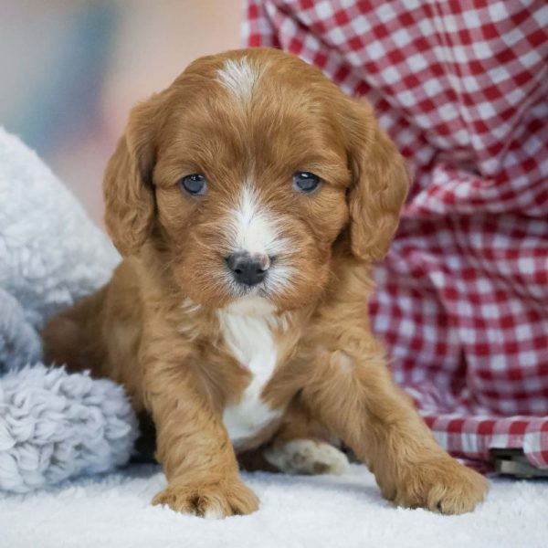 F1 Cavapoo Puppy for Sale