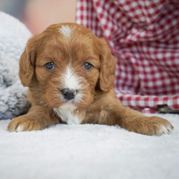 F1 Cavapoo Puppy for Sale