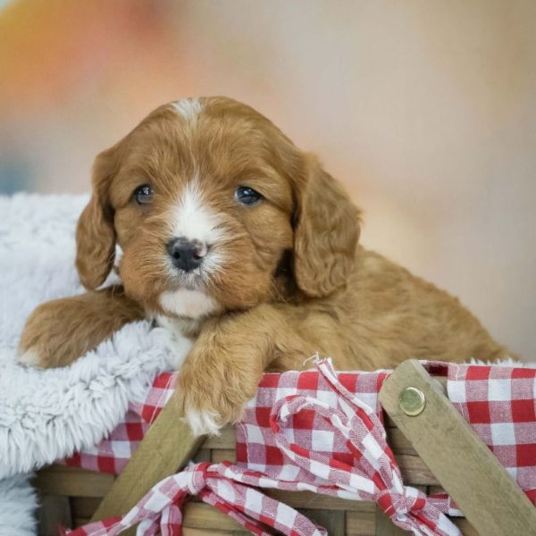 F1 Cavapoo Puppy for Sale