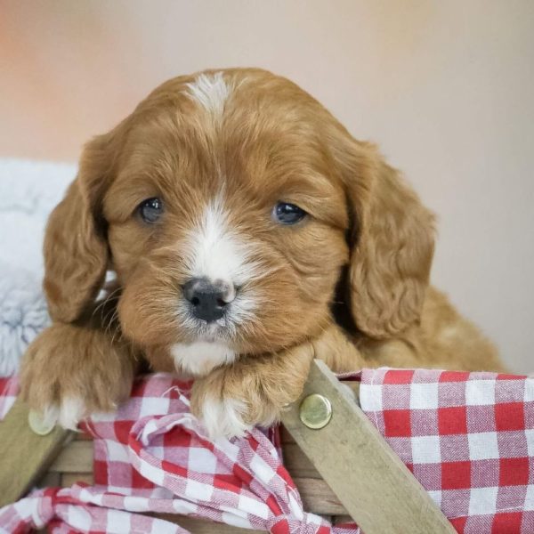 F1 Cavapoo Puppy for Sale