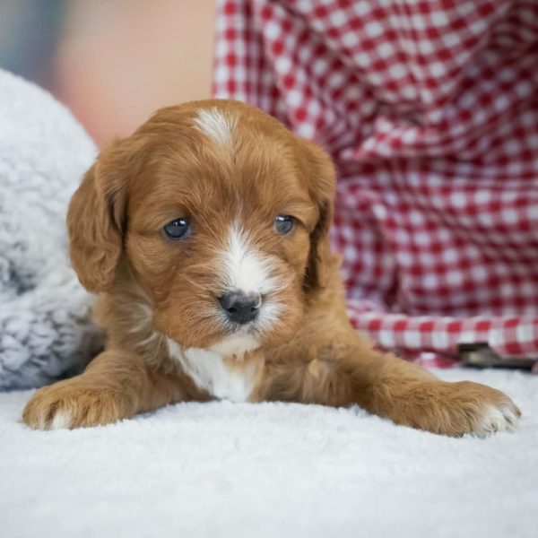 F1 Cavapoo Puppy for Sale