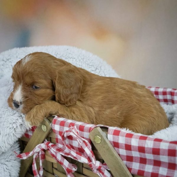 F1 Cavapoo Puppy for Sale