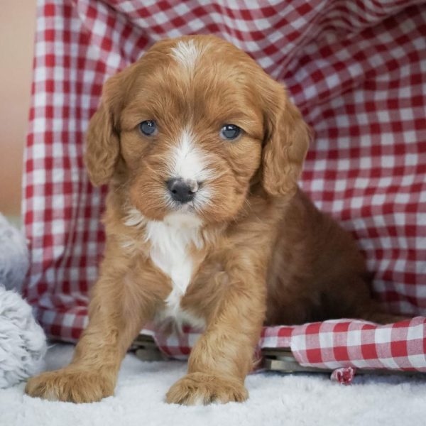 F1 Cavapoo Puppy for Sale