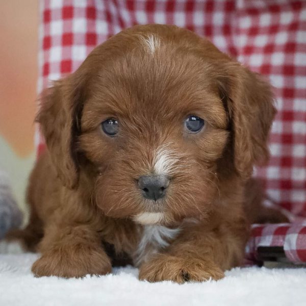 F1 Cavapoo Puppy for Sale