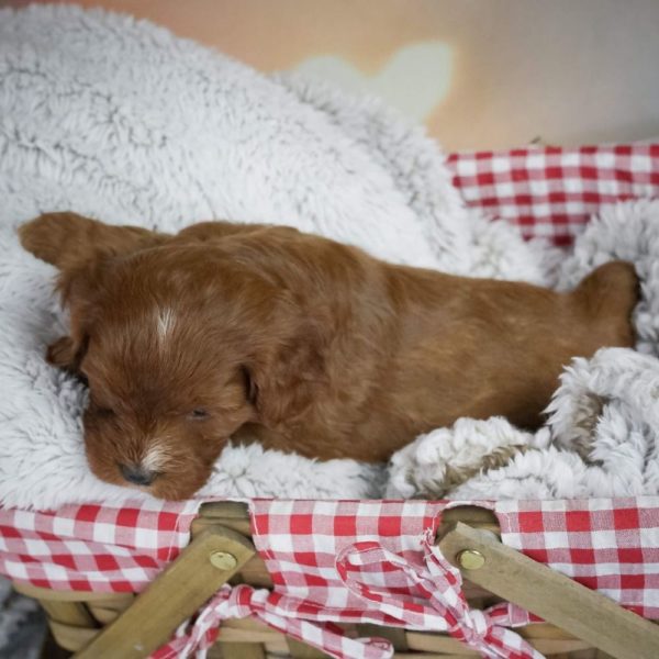 F1 Cavapoo Puppy for Sale