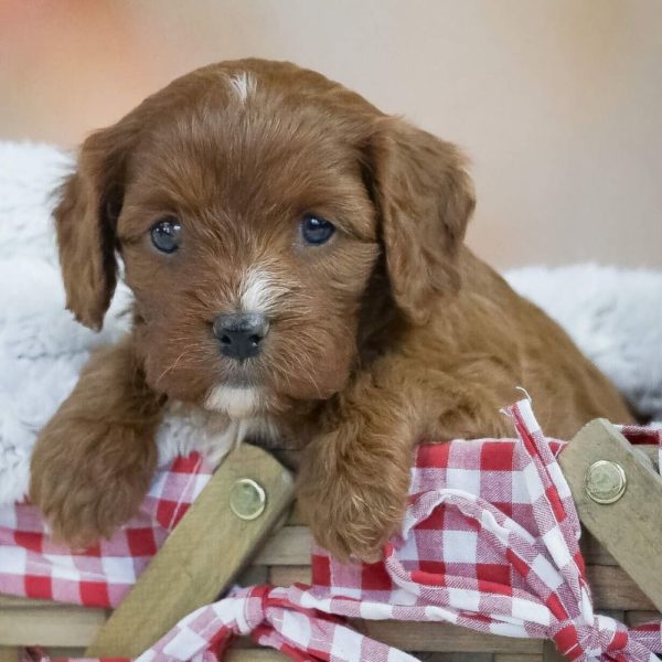 F1 Cavapoo Puppy for Sale