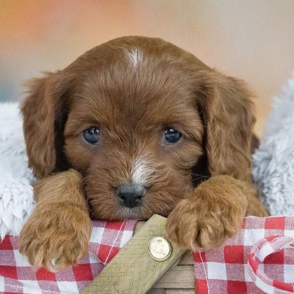 F1 Cavapoo Puppy for Sale