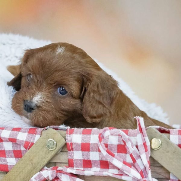 F1 Cavapoo Puppy for Sale