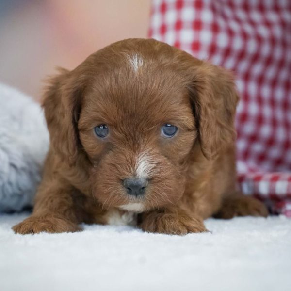 F1 Cavapoo Puppy for Sale