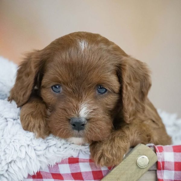 F1 Cavapoo Puppy for Sale