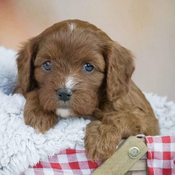 F1 Cavapoo Puppy for Sale