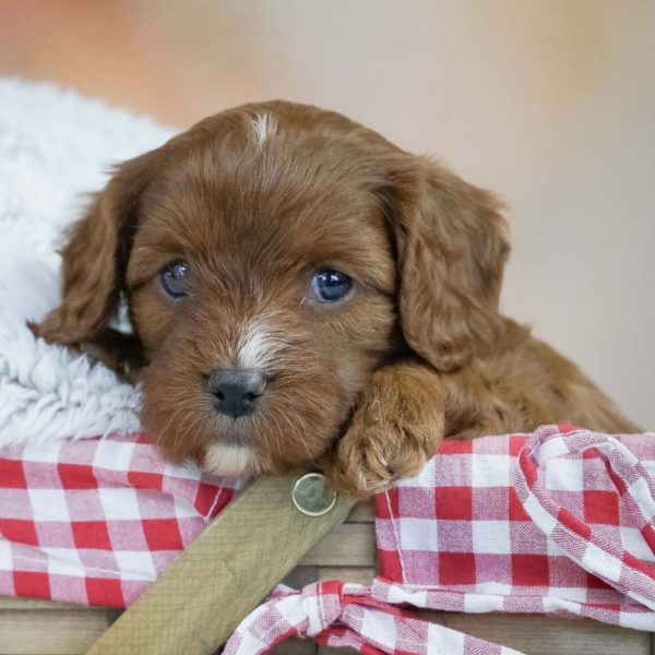 F1 Cavapoo Puppy for Sale