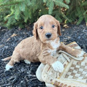 F3 Mini Goldendoodle Puppy for Sale
