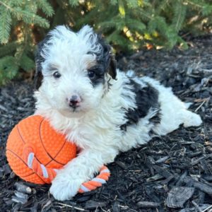F2b Mini Bernedoodle Puppy for Sale