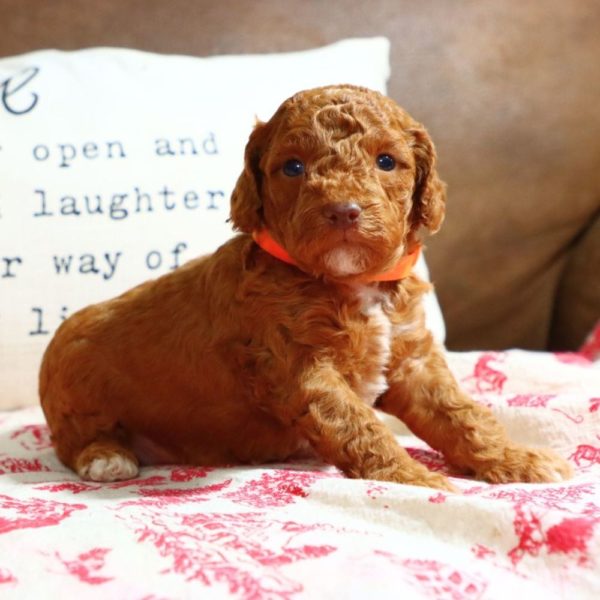 F1bb Mini Goldendoodle Puppy for Sale