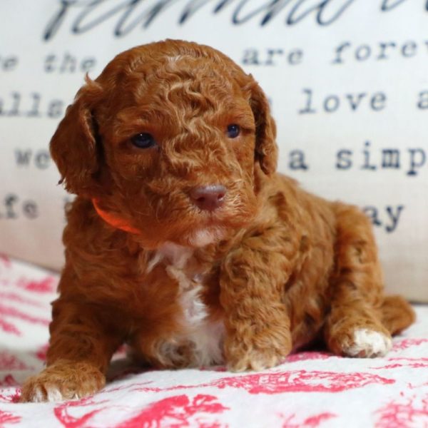 F1bb Mini Goldendoodle Puppy for Sale