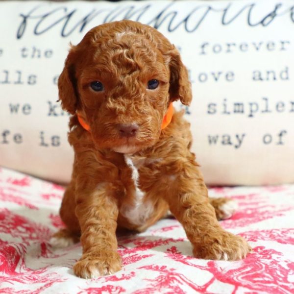 F1bb Mini Goldendoodle Puppy for Sale