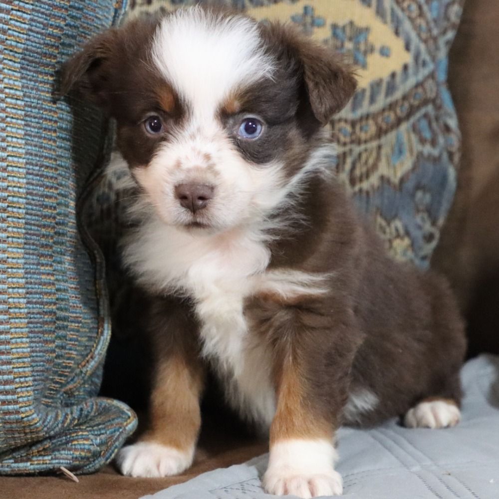 Can Australian Shepherds Live In Apartments? - SpiritDog Training