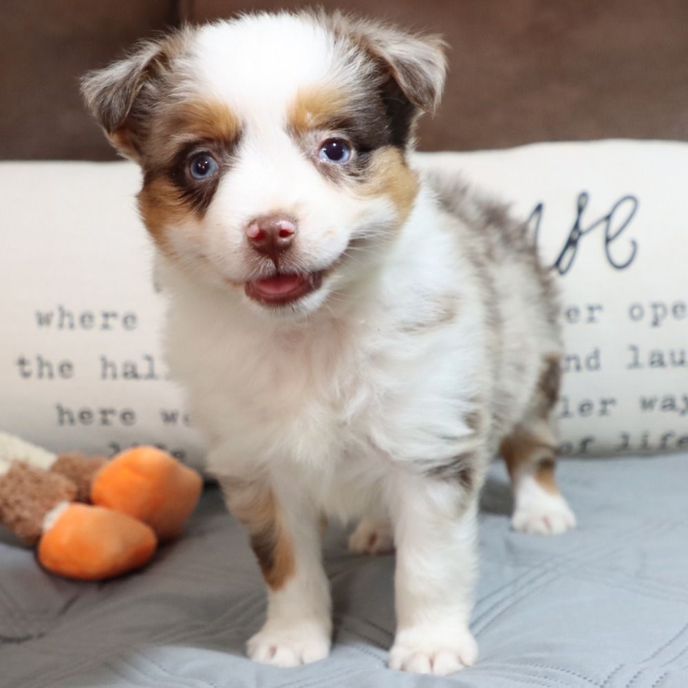 Can Australian Shepherds Live In Apartments? - SpiritDog Training