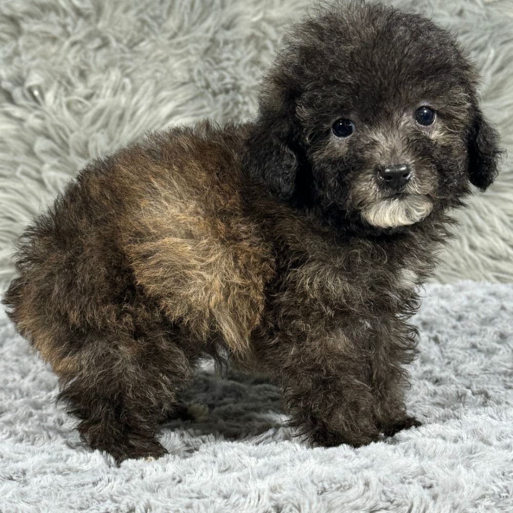 Available Puppies - Mini Poodle Puppies  Toy poodle puppies, Mini poodle  puppy, Toy poodle puppy