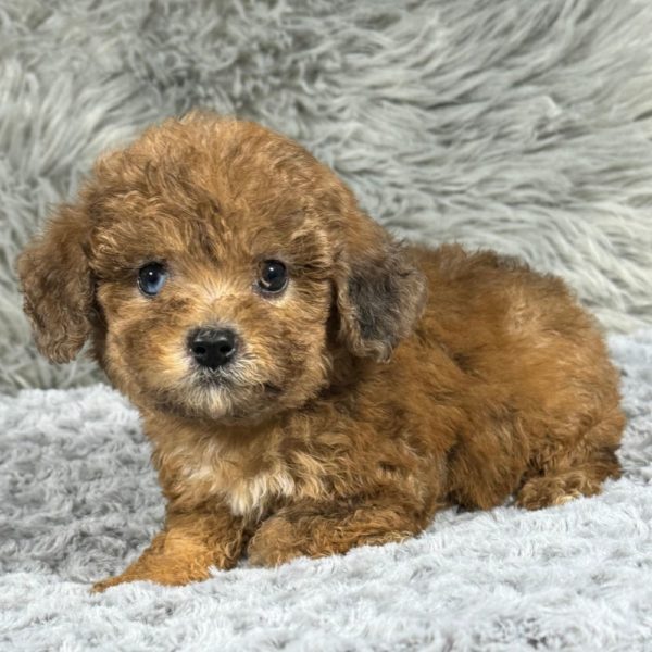 Miniature Poodle Puppy for Sale