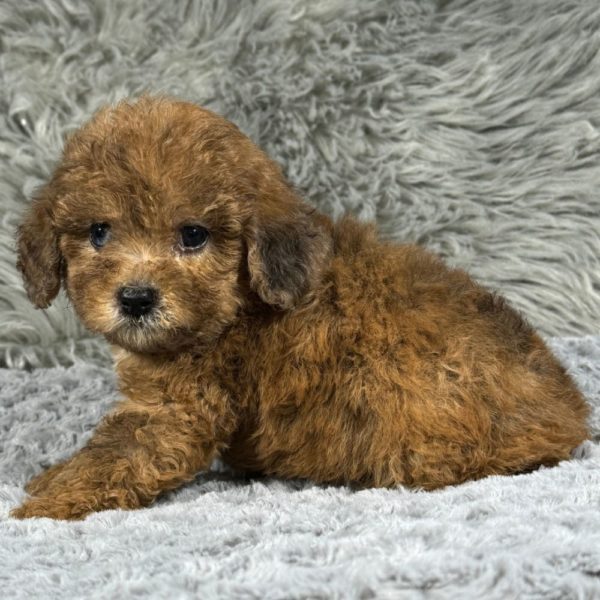 Miniature Poodle Puppy for Sale