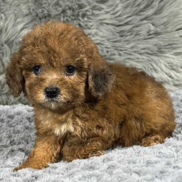 Miniature Poodle Puppy for Sale