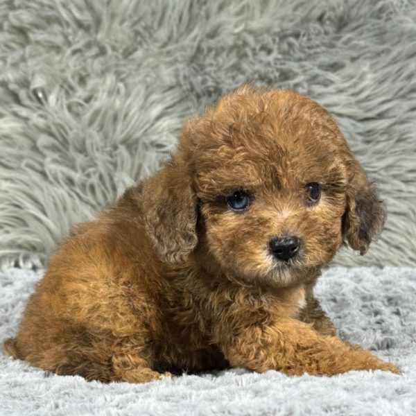 Miniature Poodle Puppy for Sale