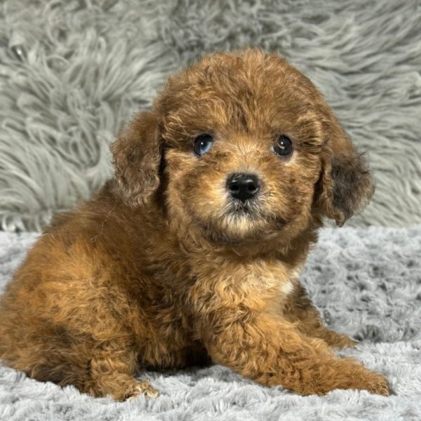 Miniature Poodle Puppy for Sale