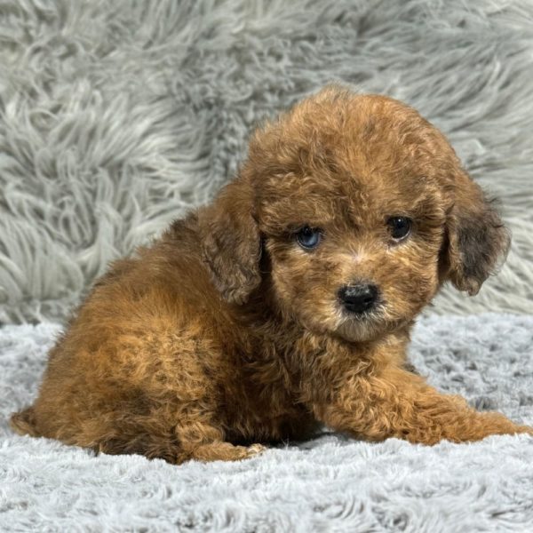 Miniature Poodle Puppy for Sale