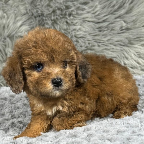 Miniature Poodle Puppy for Sale