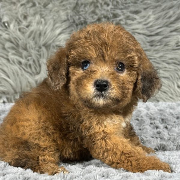 Miniature Poodle Puppy for Sale