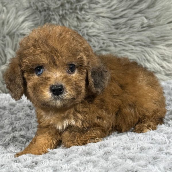 Miniature Poodle Puppy for Sale