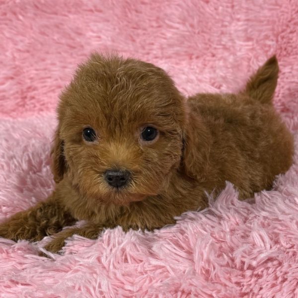 F1b Cockapoo Puppy for Sale