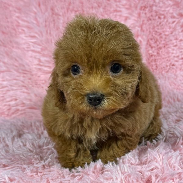 F1b Cockapoo Puppy for Sale