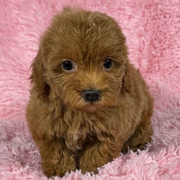 F1b Cockapoo Puppy for Sale