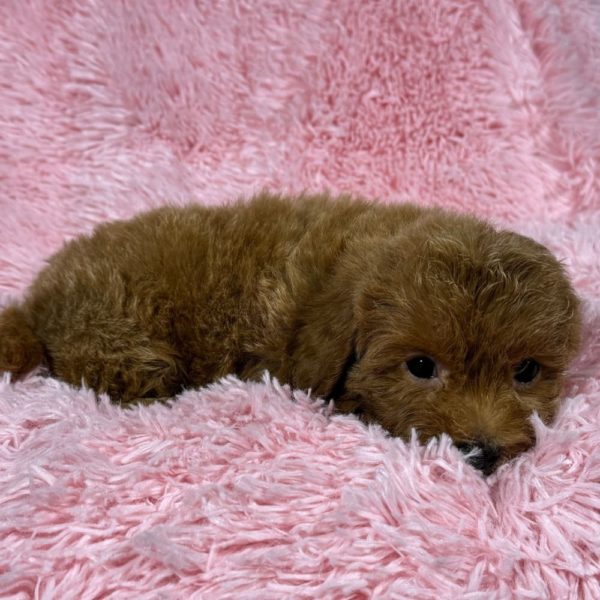 F1b Cockapoo Puppy for Sale