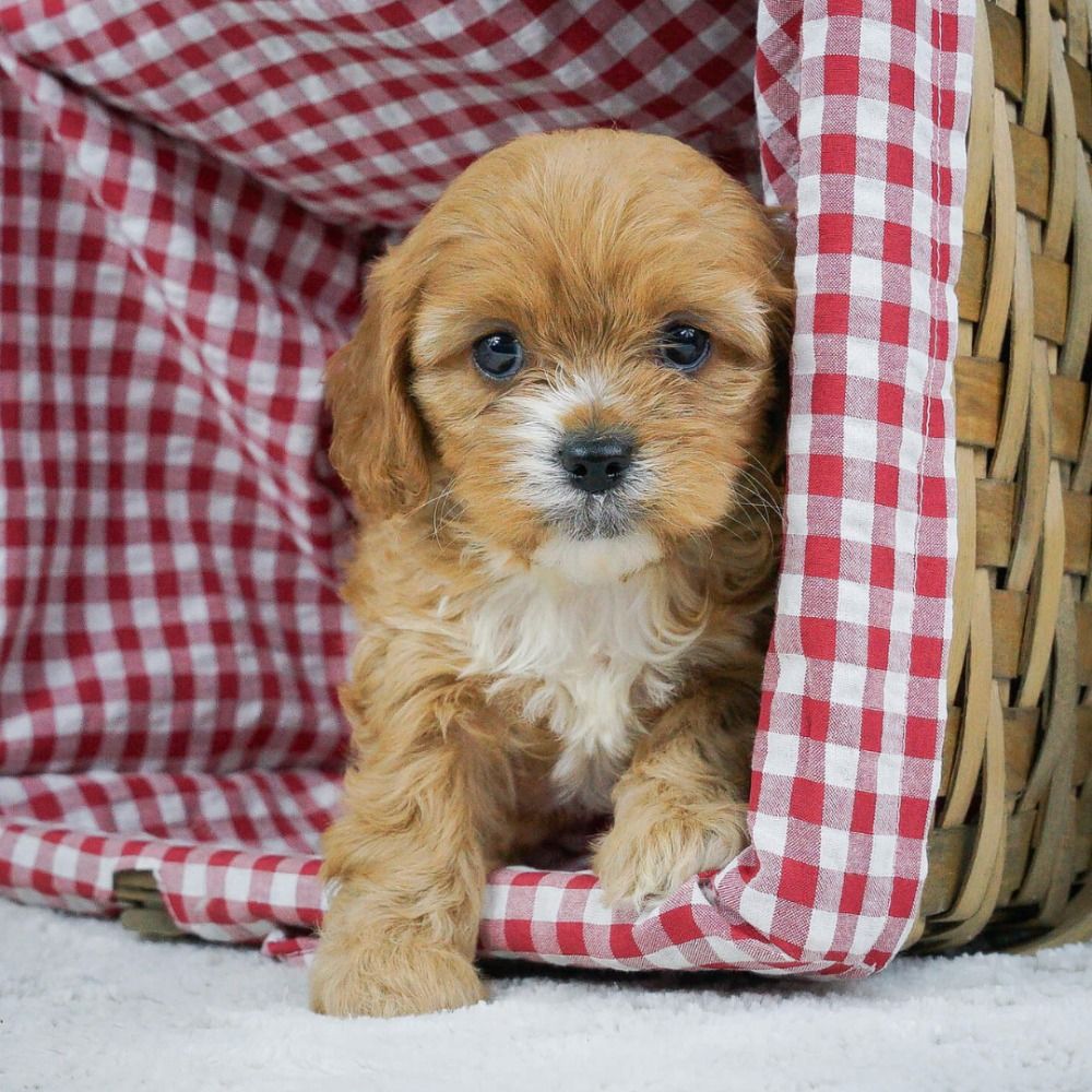 Cavapoo Puppies for Sale in NYC | Cute, Hypoallergenic and Easy to Train