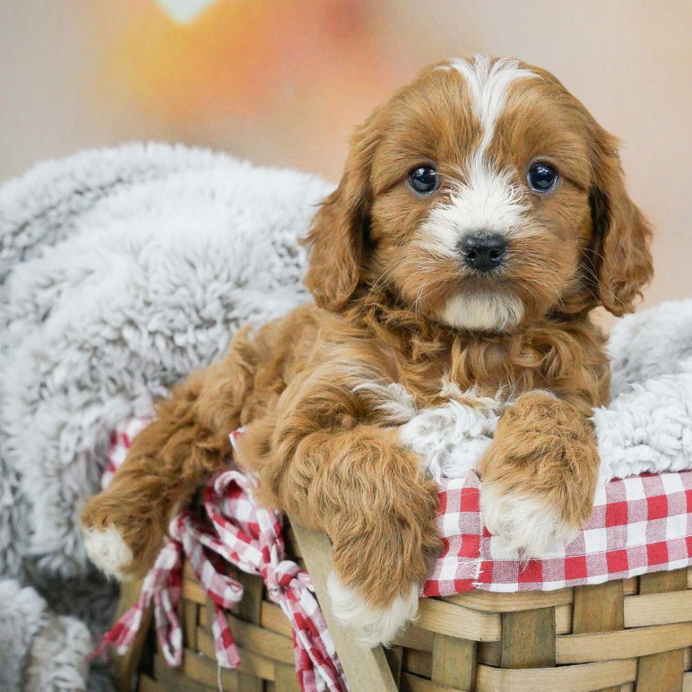 Cavapoo Puppies for Sale in NYC | Cute, Hypoallergenic and Easy to Train