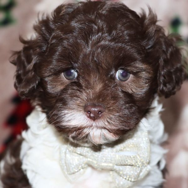 F1b Cockapoo Puppy for Sale