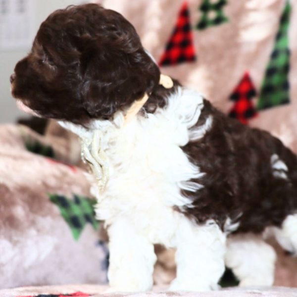 F1b Cockapoo Puppy for Sale