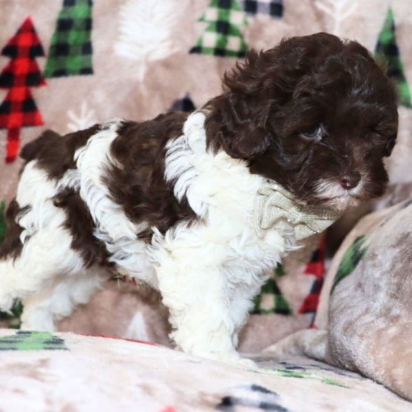 F1b Cockapoo Puppy for Sale