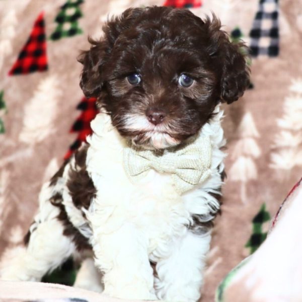 F1b Cockapoo Puppy for Sale