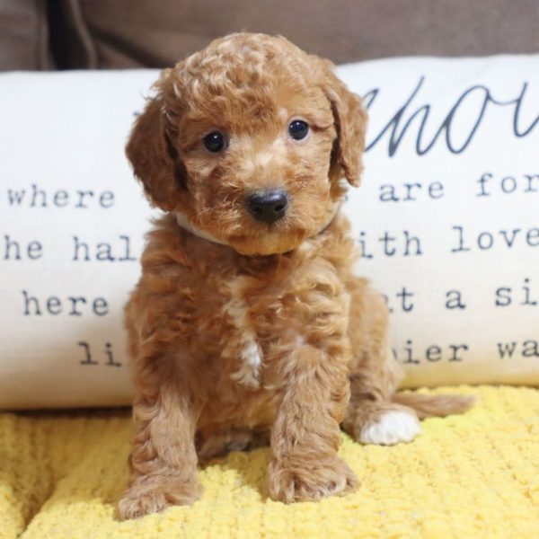 F1bb Mini Goldendoodle Puppy for Sale